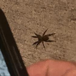 For the laughs's cover