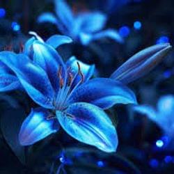 IM ALIVE!! But here's "Soft Lilies."'s cover