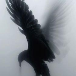 𝕭𝖊𝖗𝖑𝖎𝖓's cover