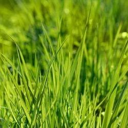 Tutch some grass's cover