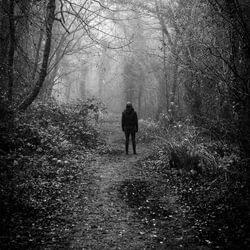 Alone in the woods's cover